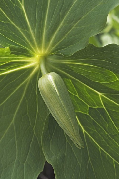 Image of Trillium camschatcense Ker Gawl.