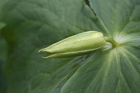 Image of Trillium camschatcense Ker Gawl.