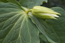 Image of Trillium camschatcense Ker Gawl.