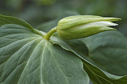 Image of Trillium camschatcense Ker Gawl.