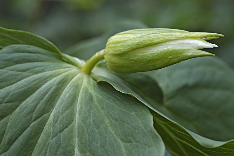 Image of Trillium camschatcense Ker Gawl.