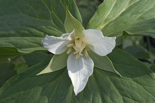 Image of Trillium camschatcense Ker Gawl.