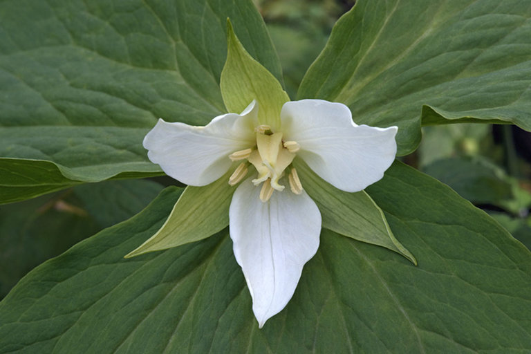 Imagem de Trillium camschatcense Ker Gawl.