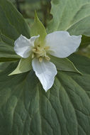 Image of Trillium camschatcense Ker Gawl.