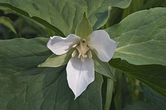 Imagem de Trillium camschatcense Ker Gawl.