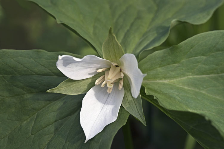 Imagem de Trillium camschatcense Ker Gawl.