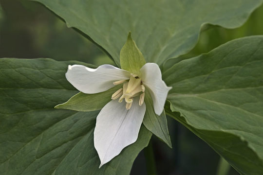 Imagem de Trillium camschatcense Ker Gawl.