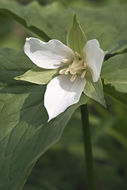 Image of Trillium camschatcense Ker Gawl.