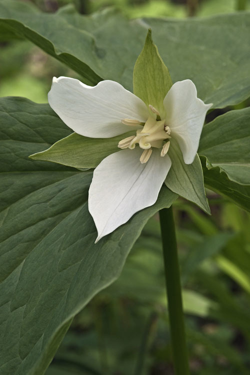 Image of Trillium camschatcense Ker Gawl.