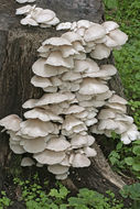 Image of Pleurotus pulmonarius (Fr.) Quél. 1872