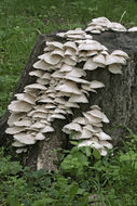 Image of Pleurotus pulmonarius (Fr.) Quél. 1872