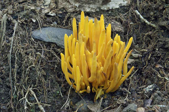 Clavulinopsis fusiformis (Sowerby) Corner 1950 resmi