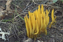 Clavulinopsis fusiformis (Sowerby) Corner 1950 resmi