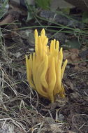 Clavulinopsis fusiformis (Sowerby) Corner 1950 resmi