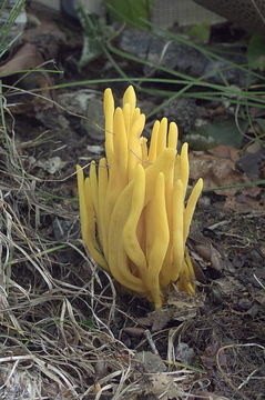 Clavulinopsis fusiformis (Sowerby) Corner 1950 resmi