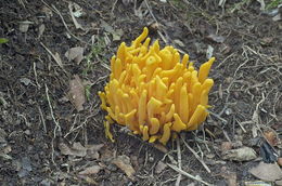 Clavulinopsis fusiformis (Sowerby) Corner 1950 resmi