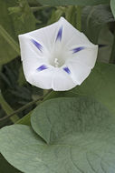 Image of tall morning-glory