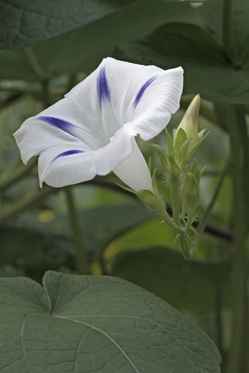 Слика од Ipomoea purpurea (L.) Roth