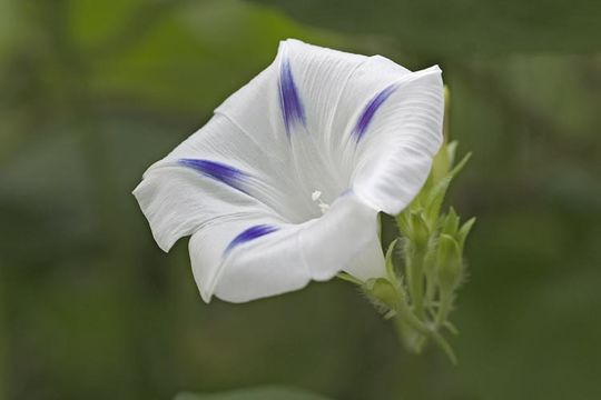 Image of tall morning-glory