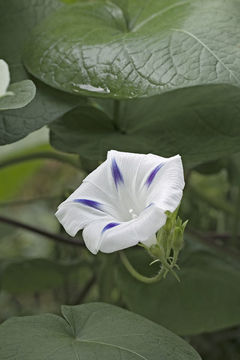 Image of tall morning-glory