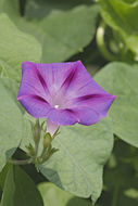 Слика од Ipomoea purpurea (L.) Roth