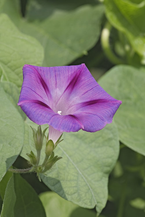Image of tall morning-glory