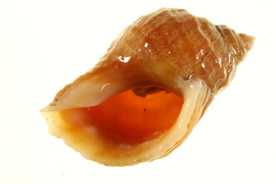 Image of dog whelks