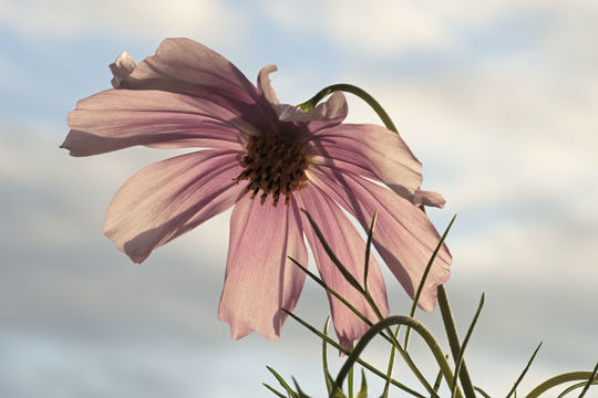 Image of garden cosmos