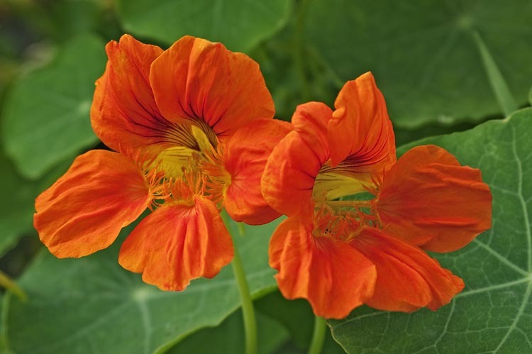 Image of Garden Nasturtium