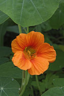 Image of Garden Nasturtium