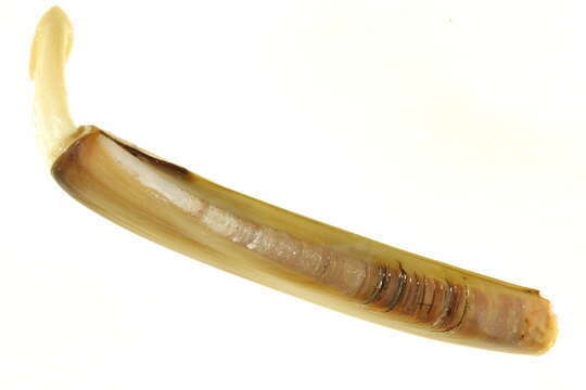 Image of razor shell