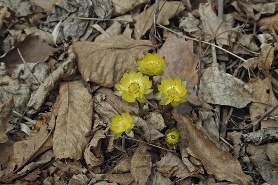 Image of Amur adonis