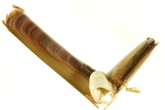 Image of razor shell