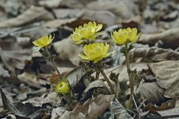 Image of Amur adonis