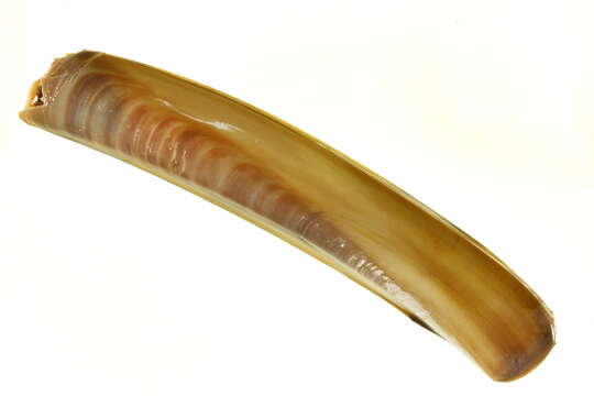 Image of razor shell