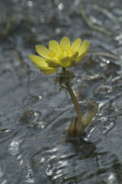 Image of Amur adonis