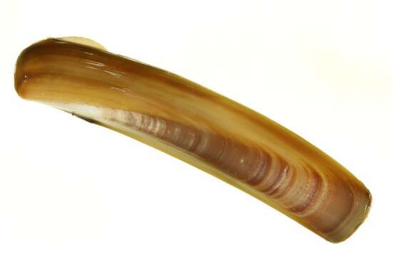 Image of razor shell