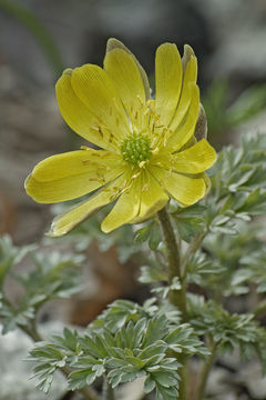 Image of Amur adonis