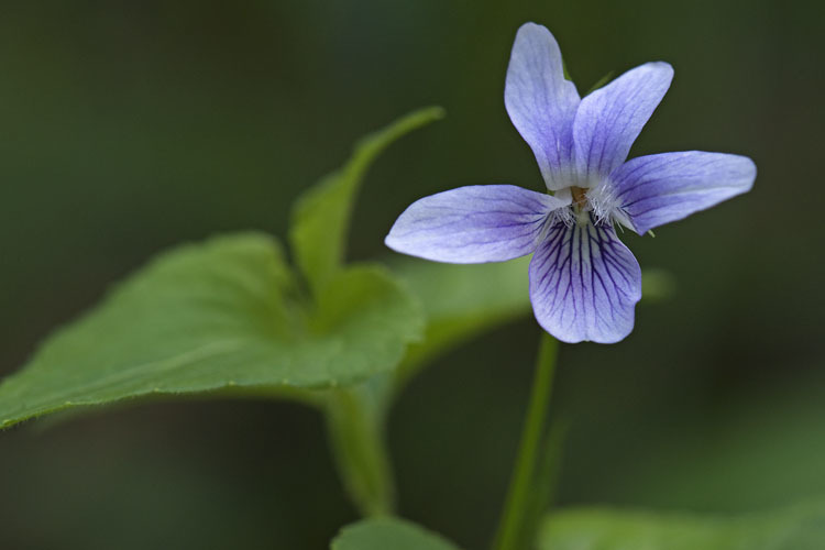 Imagem de Viola acuminata Ledebour