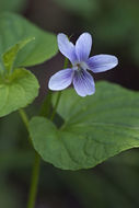 Imagem de Viola acuminata Ledebour