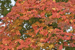 Image of Keijo Maple