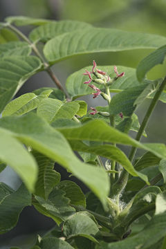 Image of Manchurian walnut