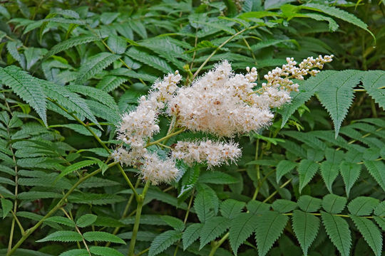 Image of false spiraea