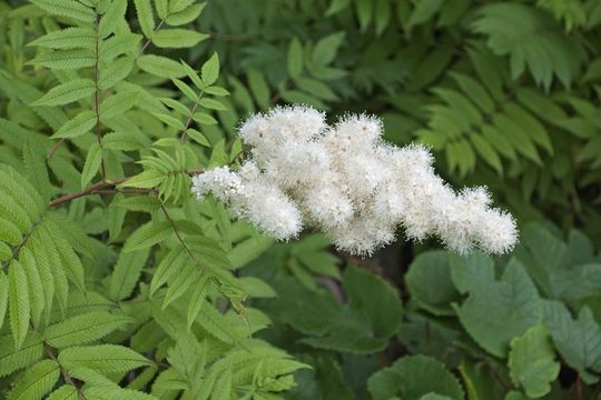 Image of false spiraea