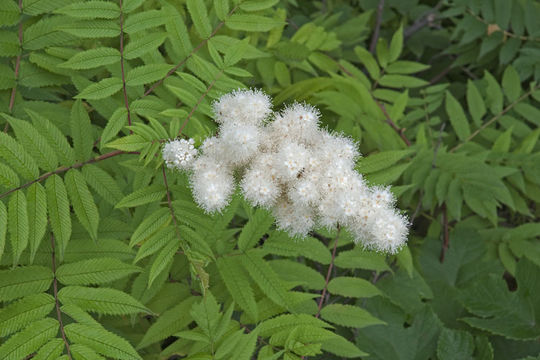 Image of false spiraea