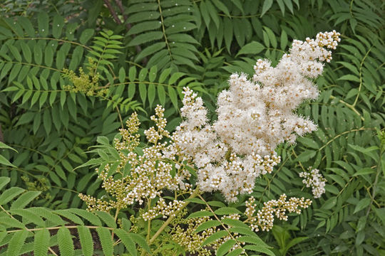 Image of false spiraea