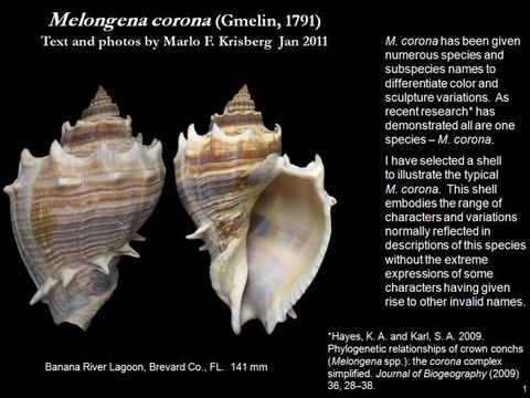 Image of American crown conch