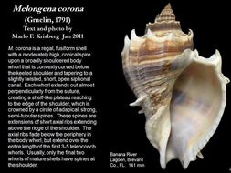 Image of American crown conch