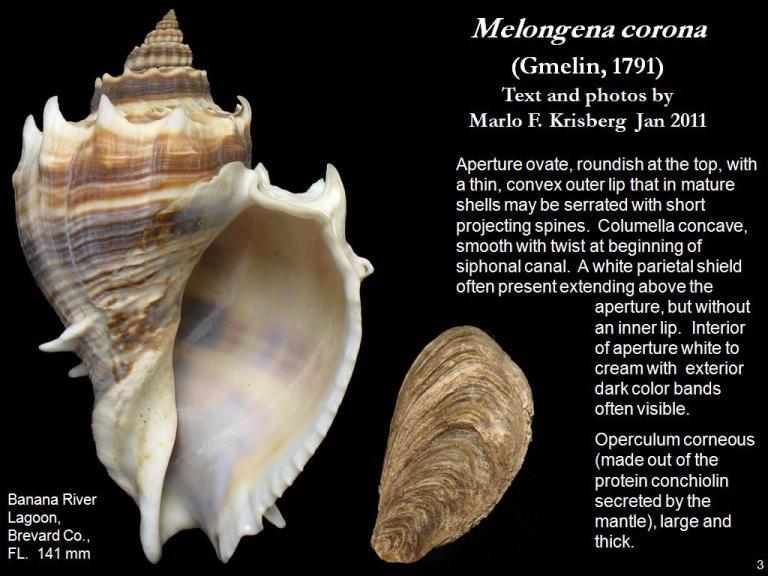 Image of American crown conch