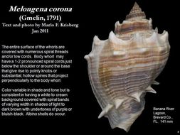 Image of American crown conch